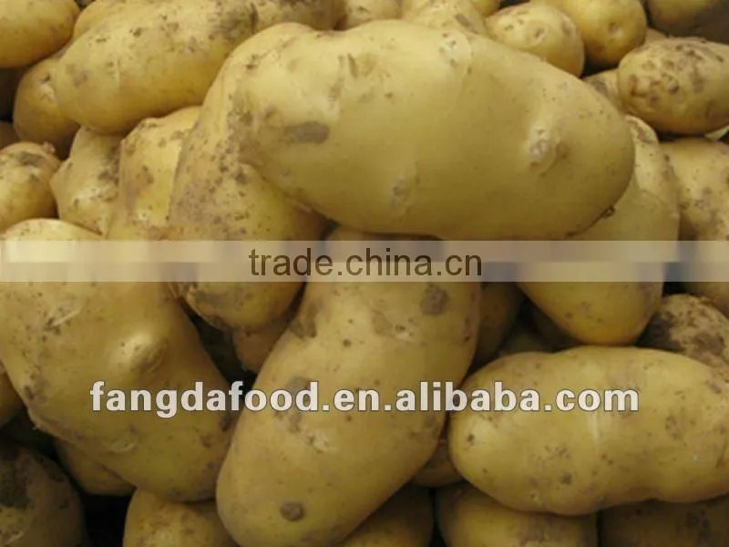 Fresh High Quality Holland Potato Hot Selling