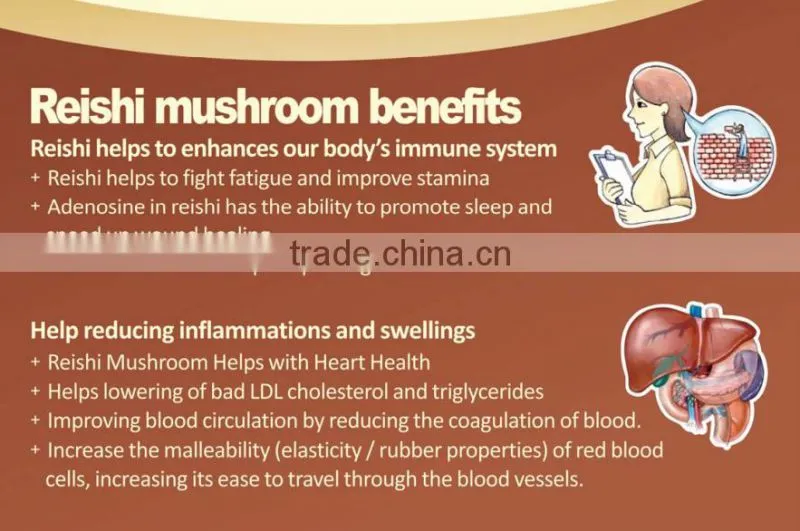 BNP Natural TOP Quality Reishi Spore Powder