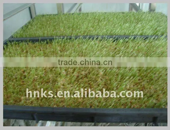 bean/barley sprout making machine for sale