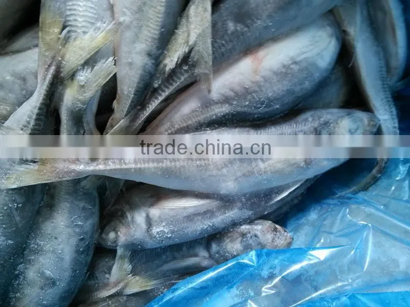 frozen horse mackerel whole round