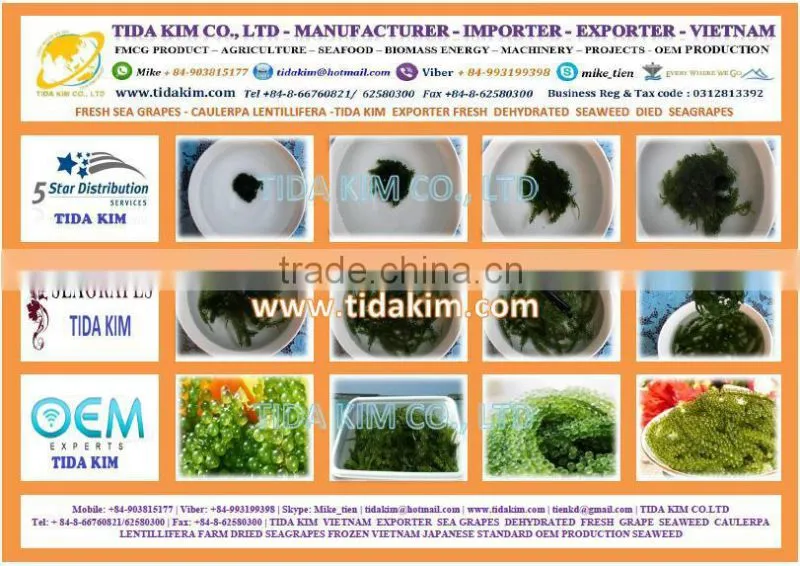 FRESH SEA GRAPES - UMIBUDO - TIDA KIM - SEAWEED GREEN CAVIAR OKINAWA JAPAN DEHYDRATED SEAGRAPES - CAULERPA LENTILLIFERA