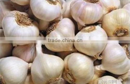 Best Quality Vegetable Extract Garlic Extract/ nautral garlic oil