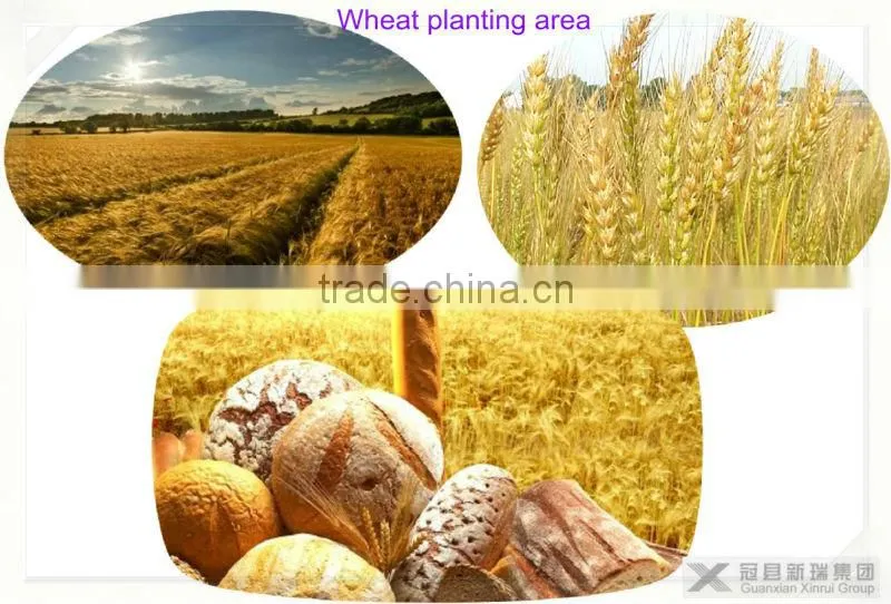RG wheat whey protein powder