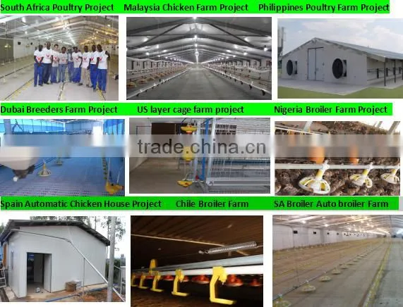 Automatic Poultry House Animal feeding line for broiler chicken Poultry equipment in Animal feeding system