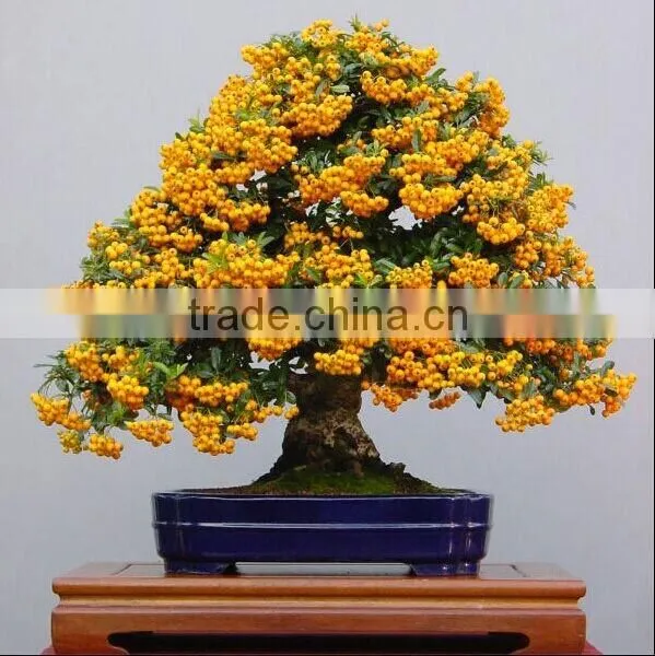 wholesale artificial orange bonsai tree for home decoration