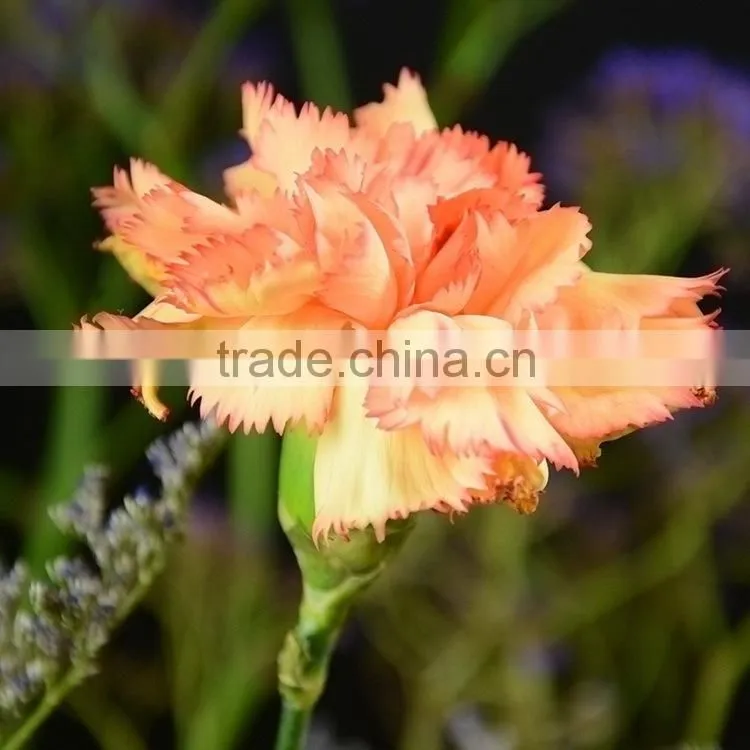 Top grade Carnival cheap flower single stem carnation