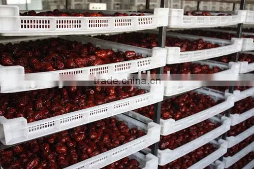 date palm / jujube processing equipment
