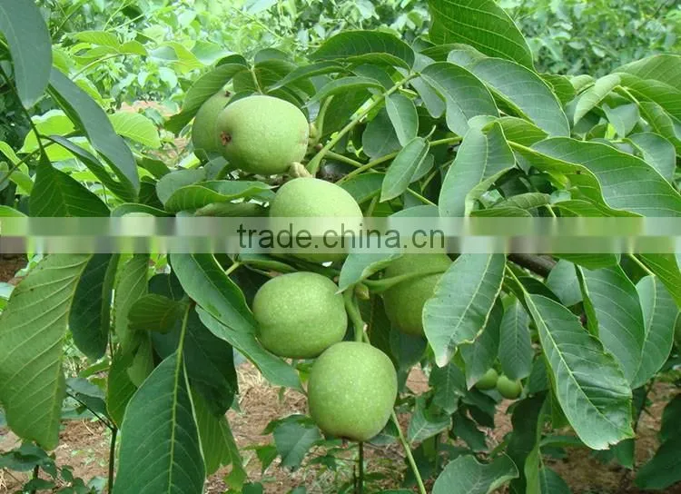 Extra chinese walnuts,walnut meat, walnuts kernel
