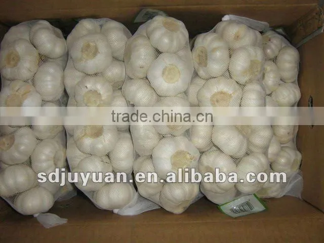 Fresh Garlic