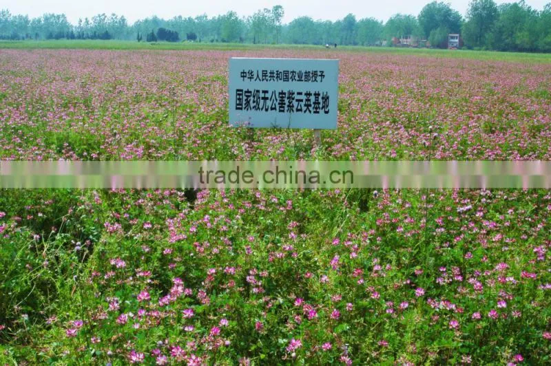 100% sweet milk vetch pure honey in bulk or bottle packing
