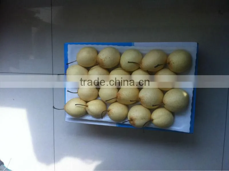 Ya pear New crop fresh pear wholsale