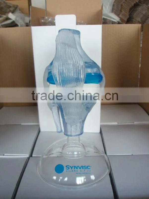 V-AM036 Plastic Human Knee Anatomic Model
