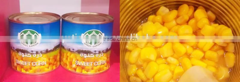 884# can size 340g Fresh Canned sweet corn