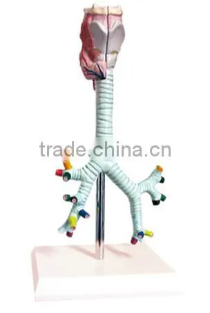Bronchial anatomical model