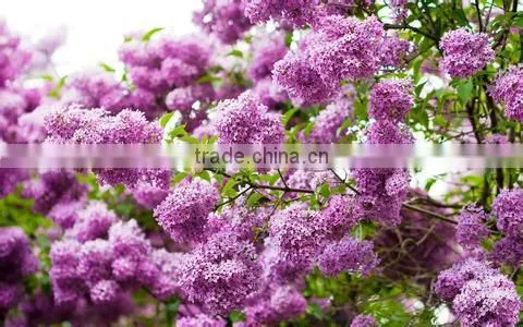 High Quality Lilac Syringa oblata Winter Daphne seeds