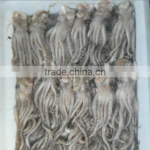 Frozen Squid Head