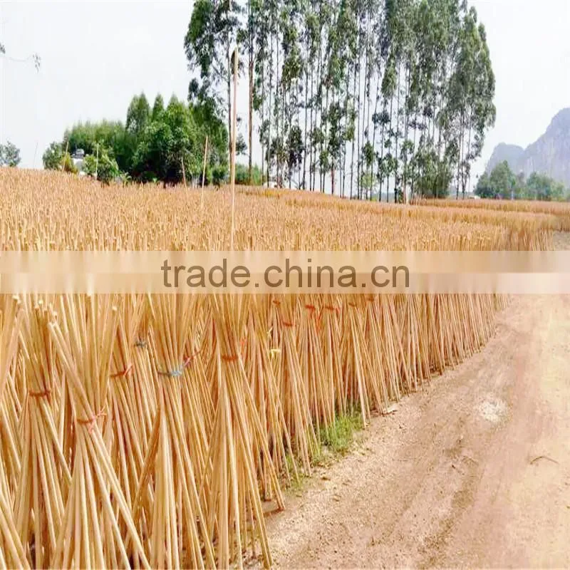 Plastic broom with handle
