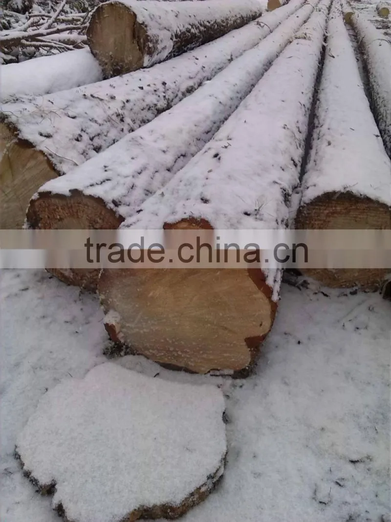 Fresh Cut European Beech Logs available