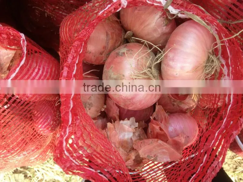 Fresh Onion Export to Dubai