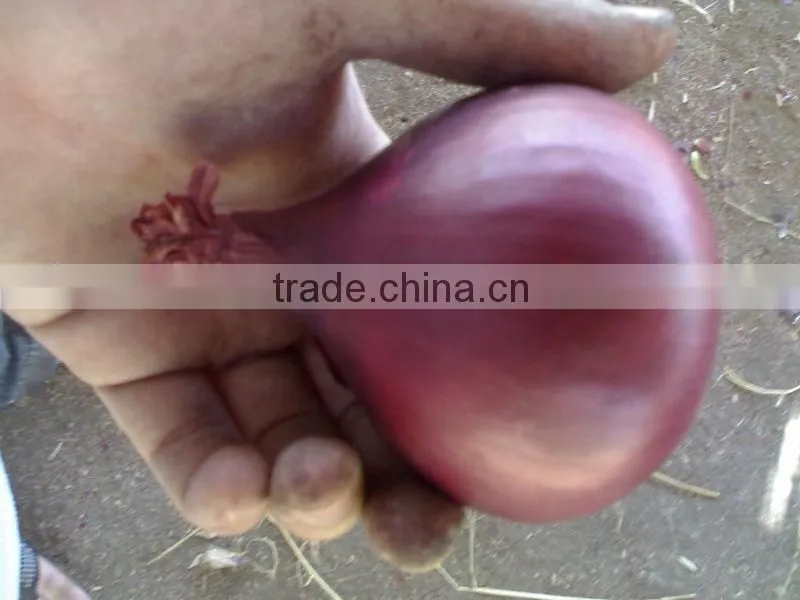 RED ONION FROM EGYPT