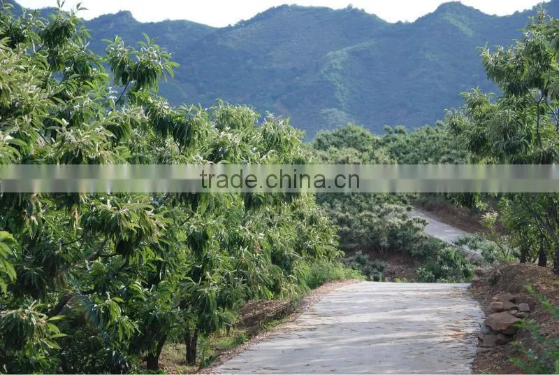 Organic chestnuts
