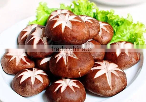 lentinus edodes/mushroom champignon/champignon mushroom