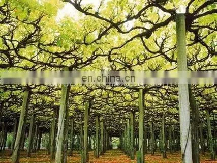 Chile Market Vine Open Gable Trellis Post