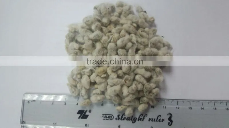 COTTON SEED FOR ANIMAL FEEDING