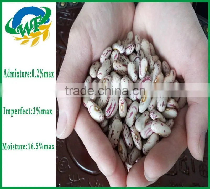Chinese Light Speckled Kidney beans Long Shape for Europ