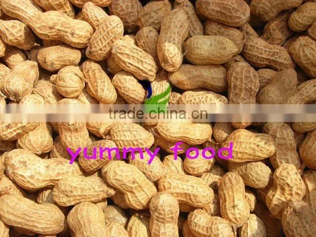 Roasted salted peanuts in shell