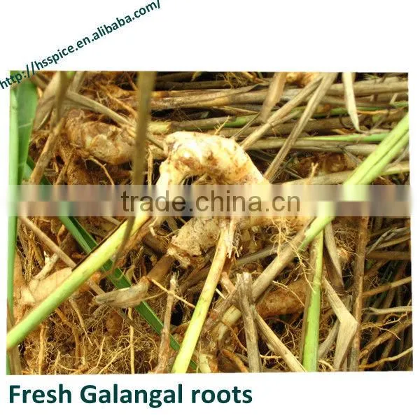 2015 New Crop Galangal Roots