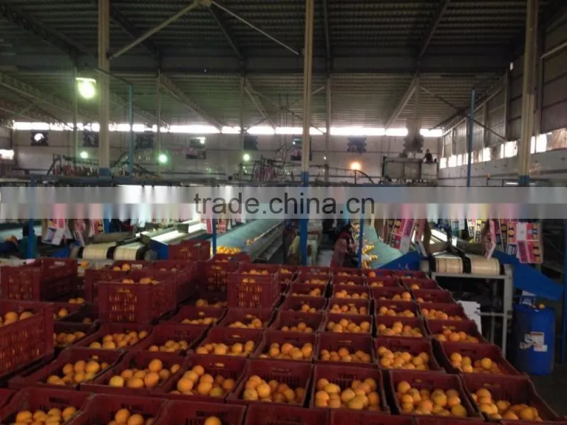 weight of Navel and Valencia Orange from Egypt in 18 kg cartons