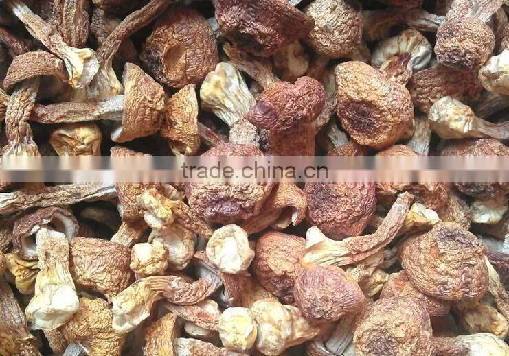 Organic Dried Agaricus Blazei, Best Quality Agaricus Blazei