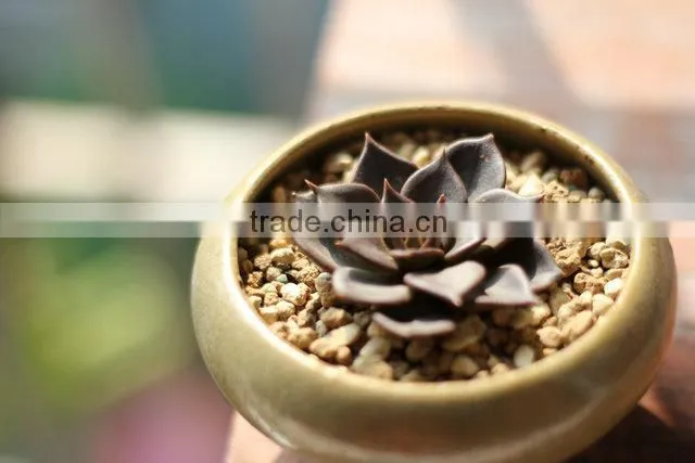Echeveia 'Black Prince' of succulent plants
