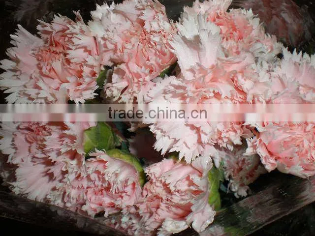 fresh cut flowers carnation varieties flowers