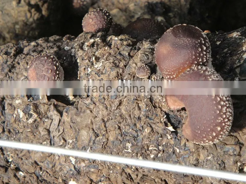 On Sale!!1 2014 high quality plastic oyster mushroom greenhouse film for selling