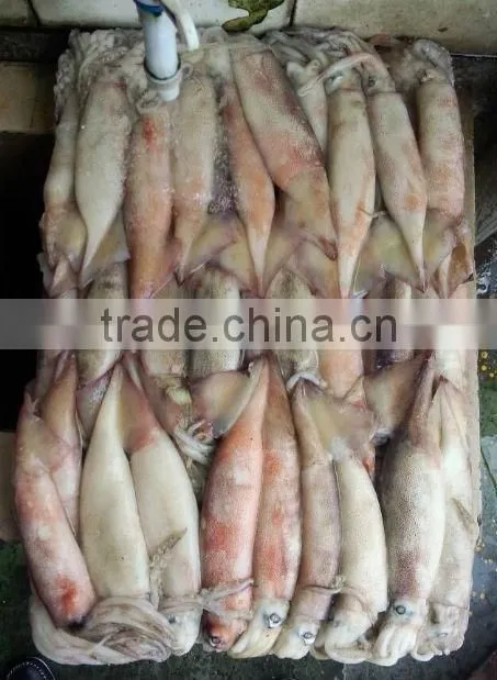 Frozen Whole Round Squid Todarodes Pacificus