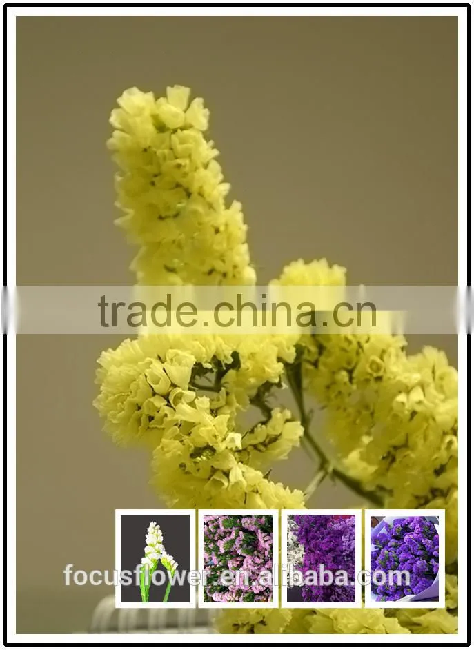 Multi Colored Cut Fresh Flowers Statice Yellow From YUNNAN