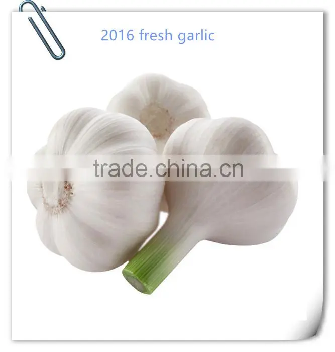 2016 Jinxiang fresh garlic
