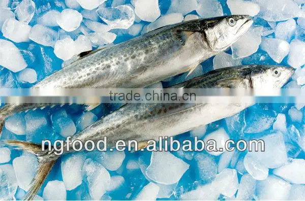 excellent whole mackerel 200g-4kg