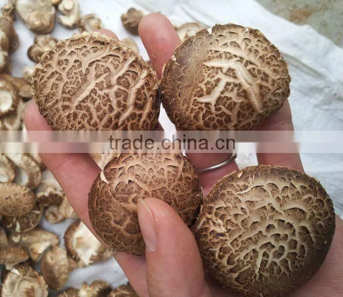 dried tea flower mushroom
