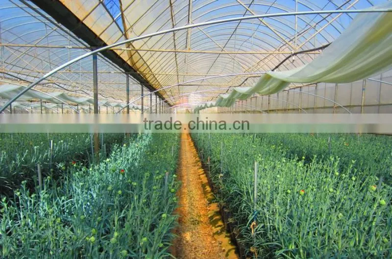 Kunming flower export rainbow gerbera daisy flower silk gerbera daisy flowers with 0.6-0.8kg/bundle from Yunnan, China