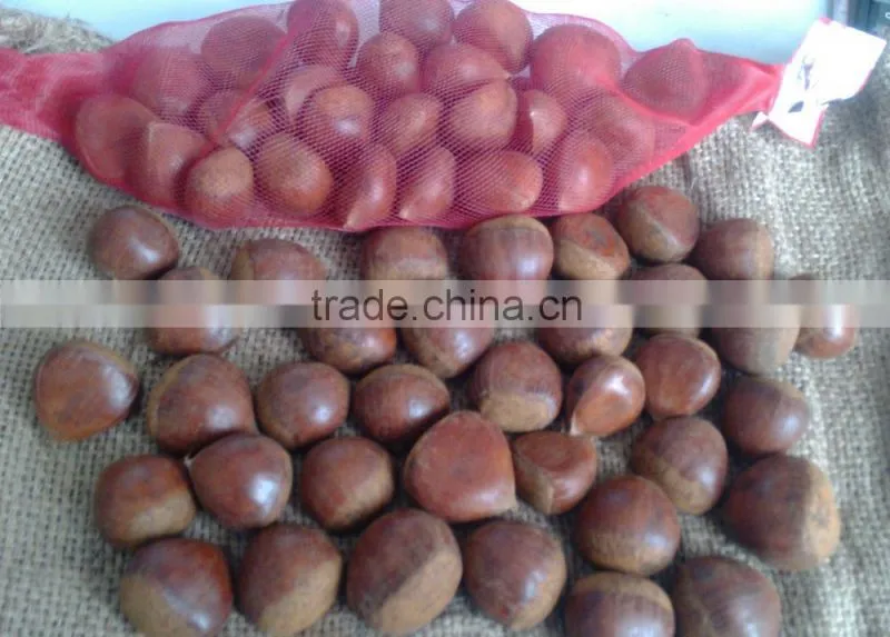Large quantity Natural healthy chestnut