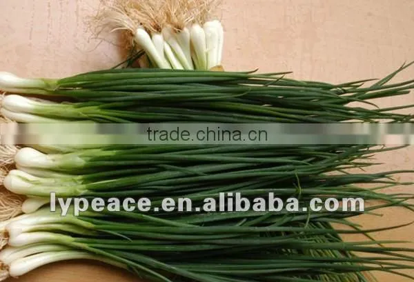 washed dehydrated chives sliced