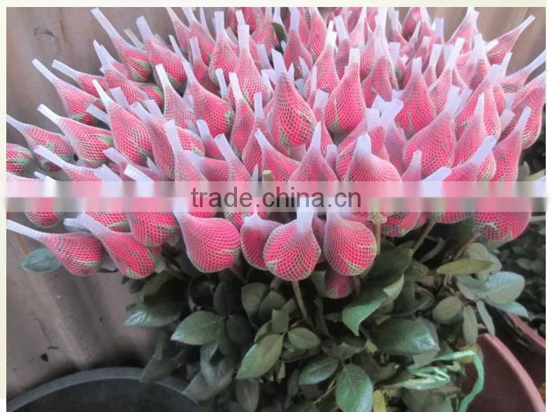 Export cut fresh flower of red rose flower from china