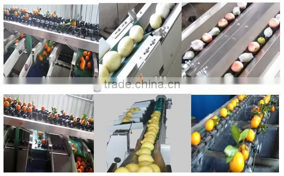 Best Seller Automatic fruit sorting machine for apple, orange ,pear,peach,persimmon,kiwifruit