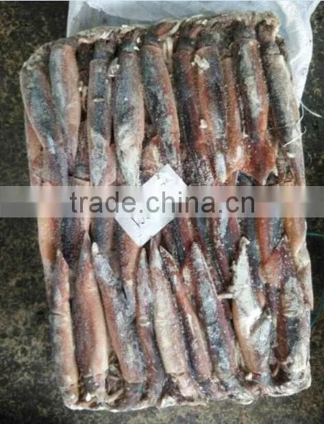 Frozen Whole Round Squid