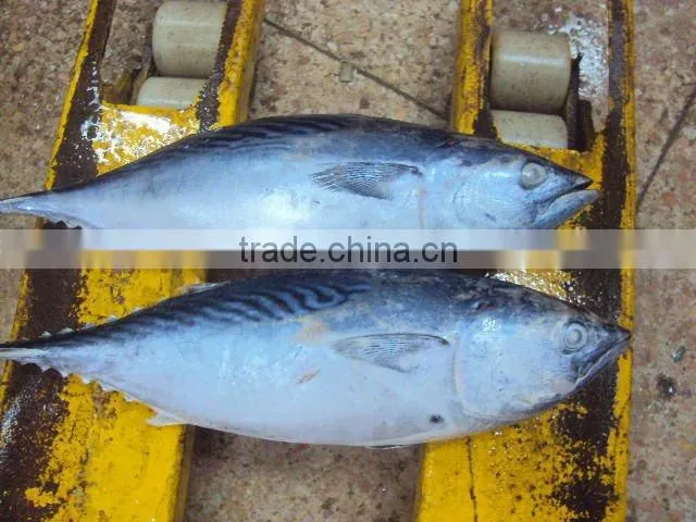 frozen whole round bonito fish