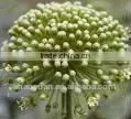 Sanchi flower, dried herbs, Tian qi