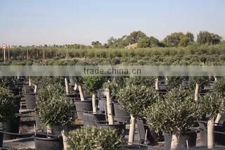 Finca Hermosa S.l. company overview - view 2